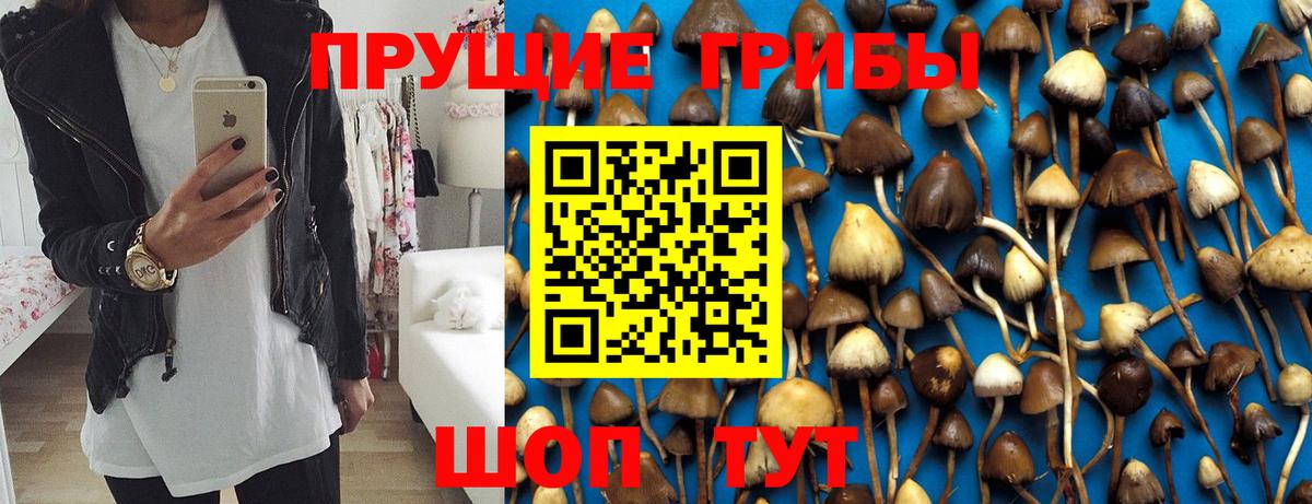 Псилоцибиновые грибы Cubensis Сургут